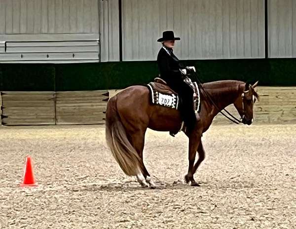 chestnut-appaloosa-gelding