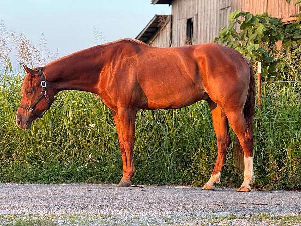 chestnut-aphc-gelding