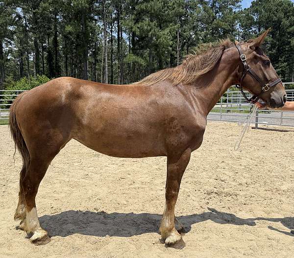 sorrel-draft-mare