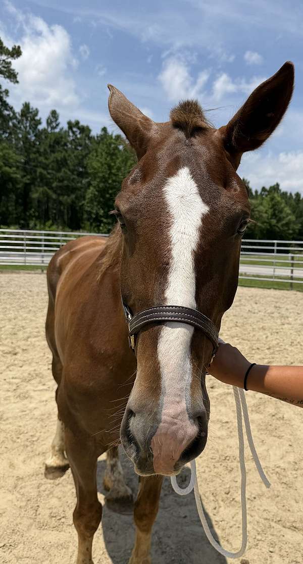 15-hand-draft-mare