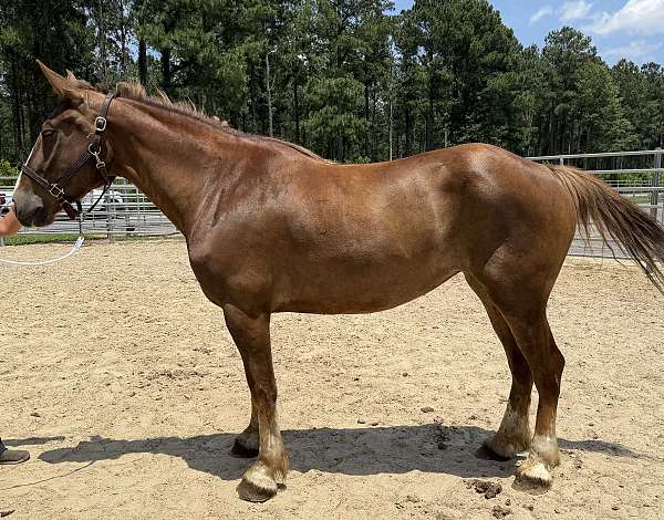 sorrel-mare-for-sale