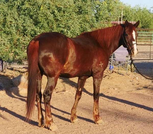 quarter-horse-gelding