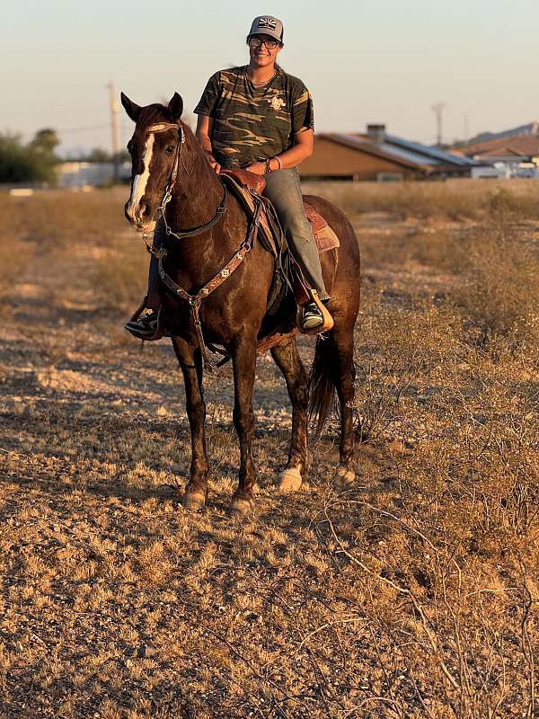 quarter-horse-for-sale