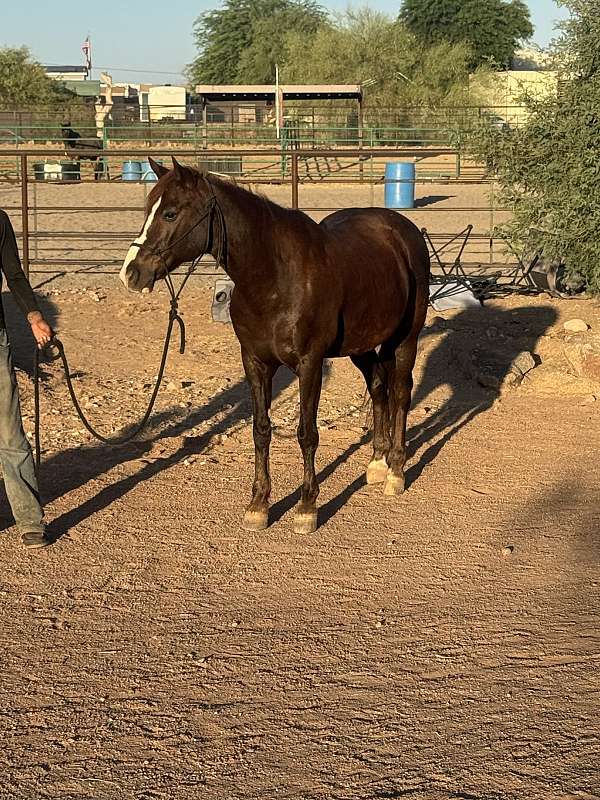 all-quarter-horse