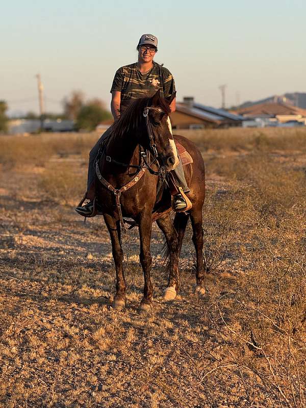 adults-quarter-horse