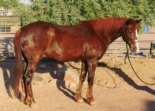 beginner-novice-quarter-horse