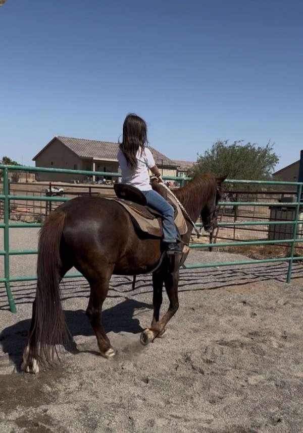 anyone-quarter-horse