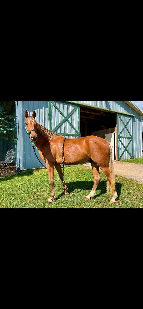 rocky-mountain-gelding