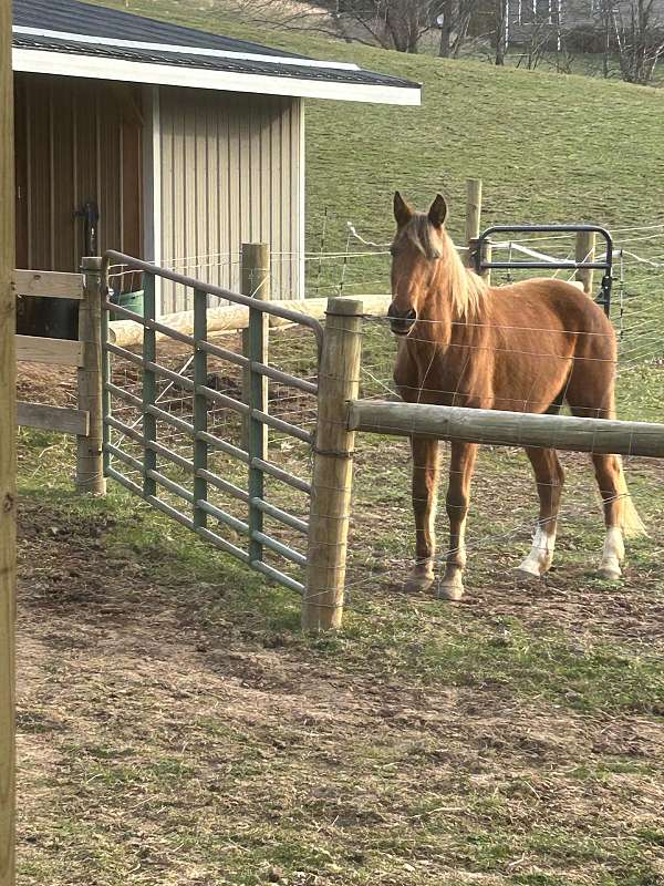 gelding