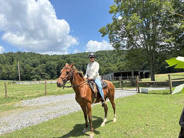 baths-rocky-mountain-horse