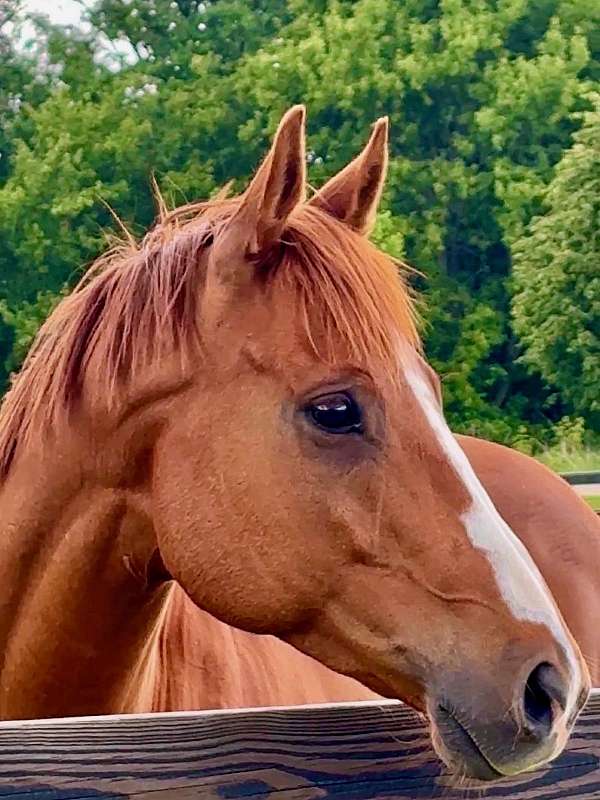 thoroughbred-gelding