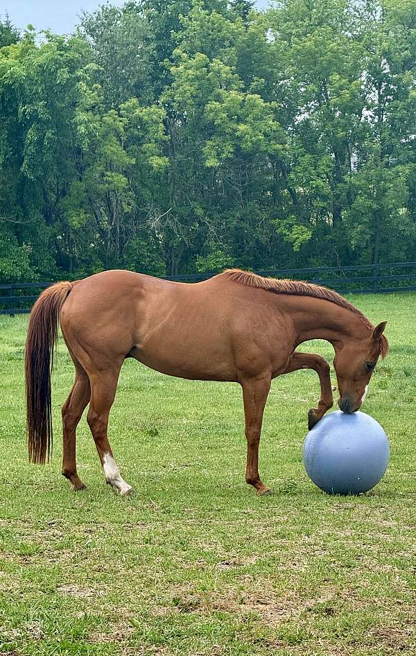 thoroughbred-horse-for-sale