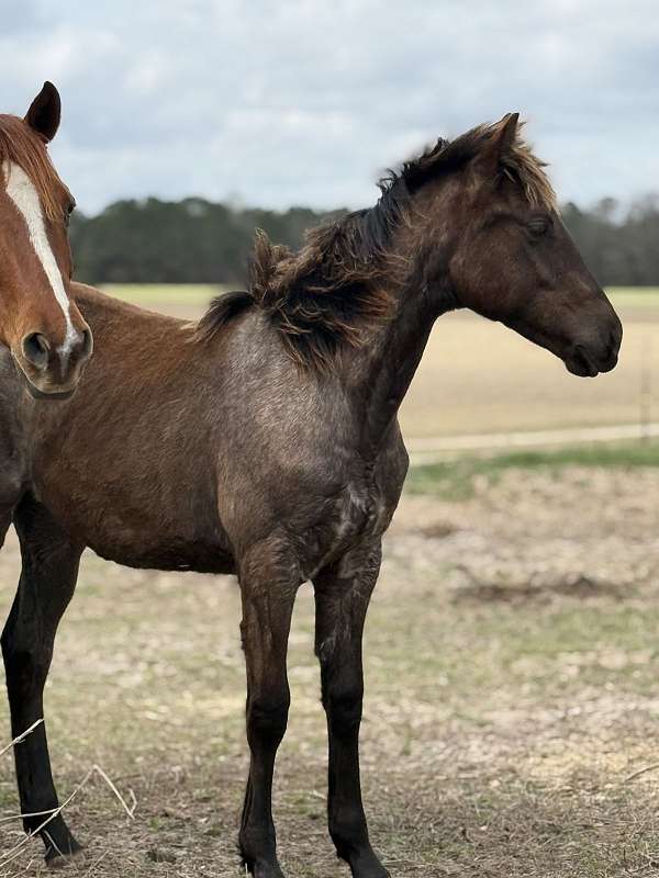 14-hand-quarter-horse-yearling