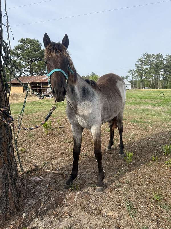 14-hand-quarter-horse