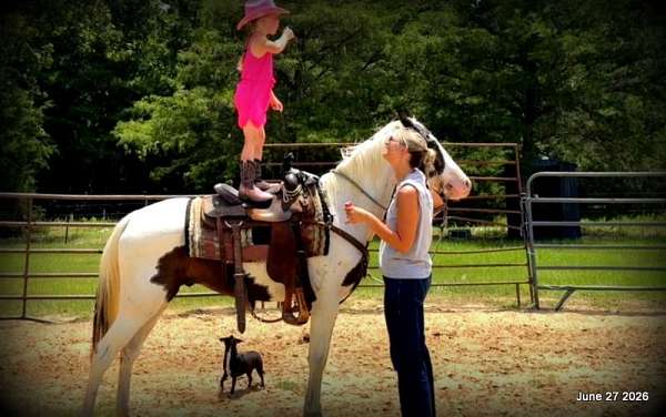 smooth-riding-horse-paso-fino