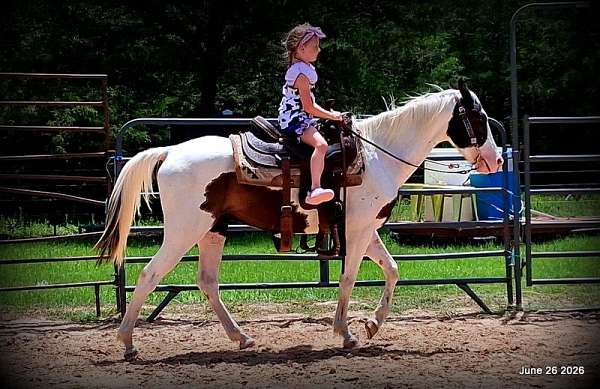 kid-friendly-horse-paso-fino