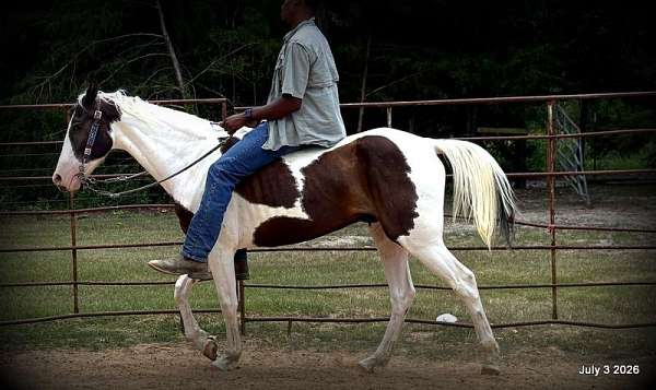 easy-ride-horse-paso-fino