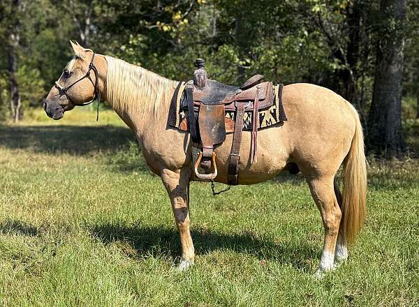 all-around-quarter-horse