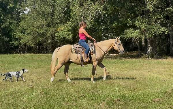 barrel-quarter-horse