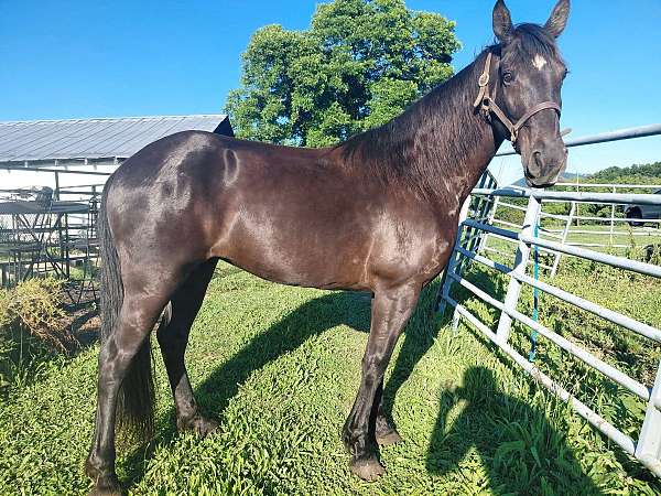 east-tennessee-walking-horse