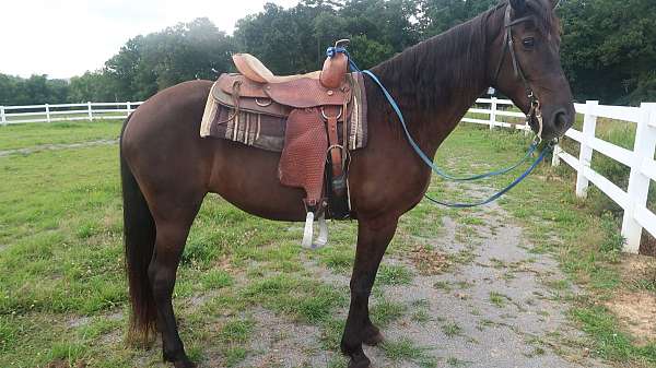 poco-tennessee-walking-horse