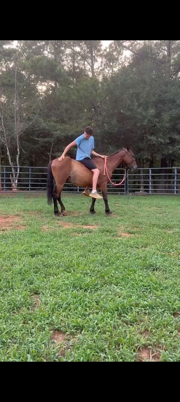 mustang-gelding
