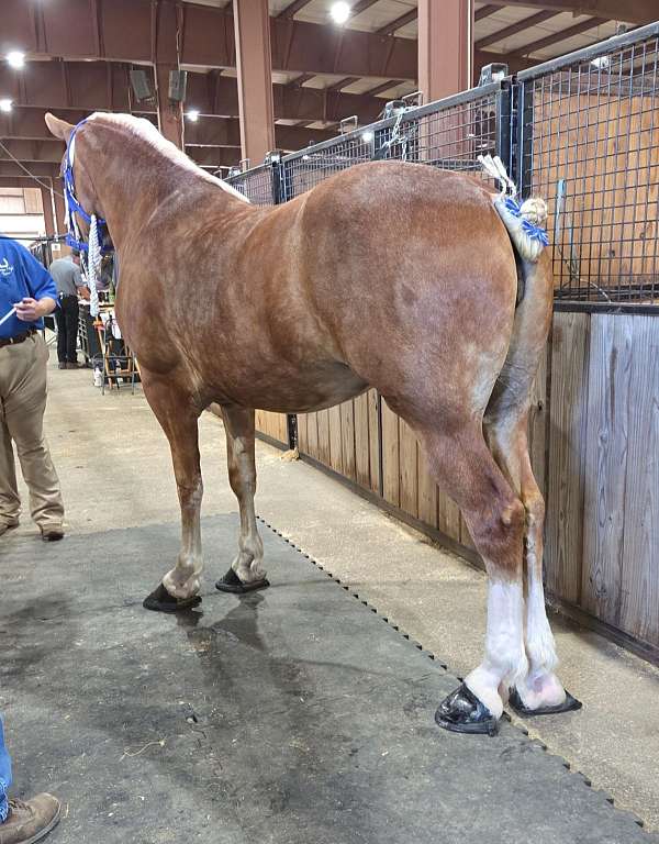 sorrel-blaze-white-on-legs-horse