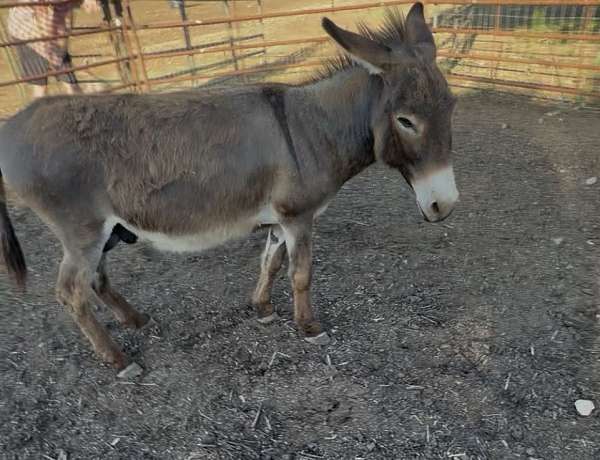 donkey-stallion