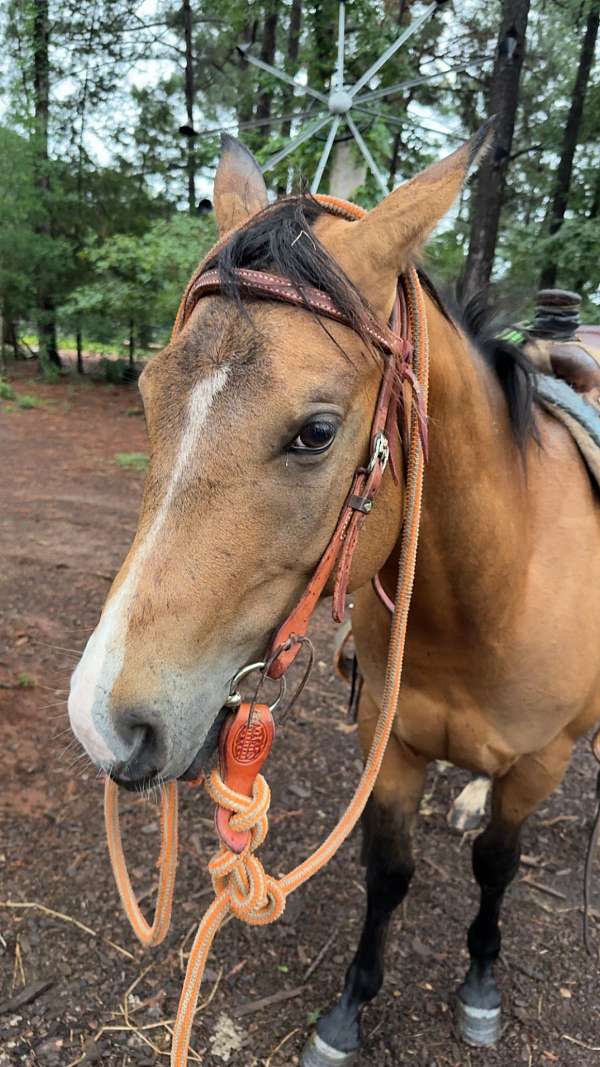 quarter-horse