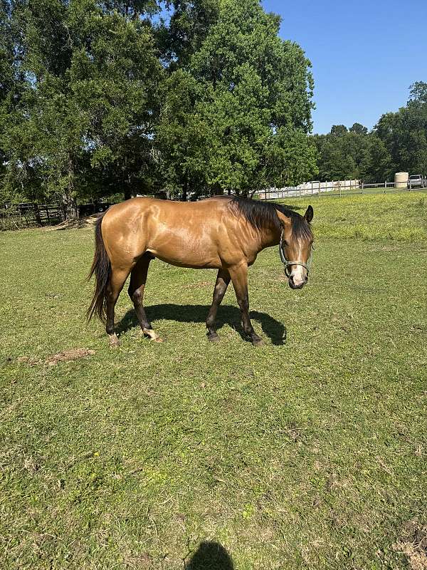 quarter-horse-gelding