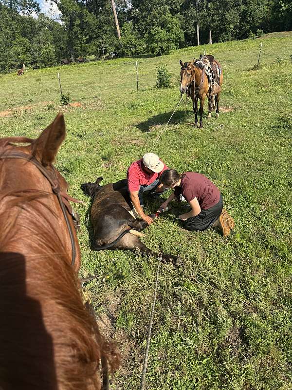 gelding