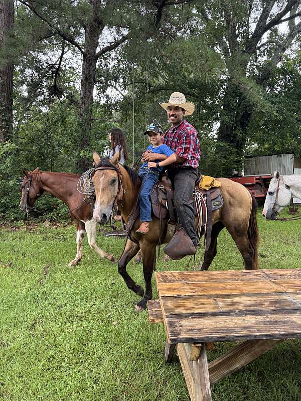 partners-gelding