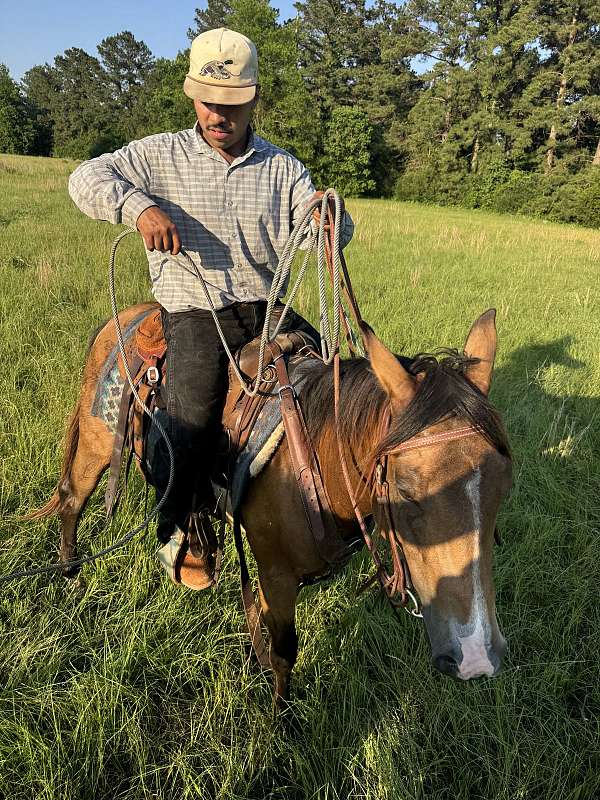 rope-horses-gelding