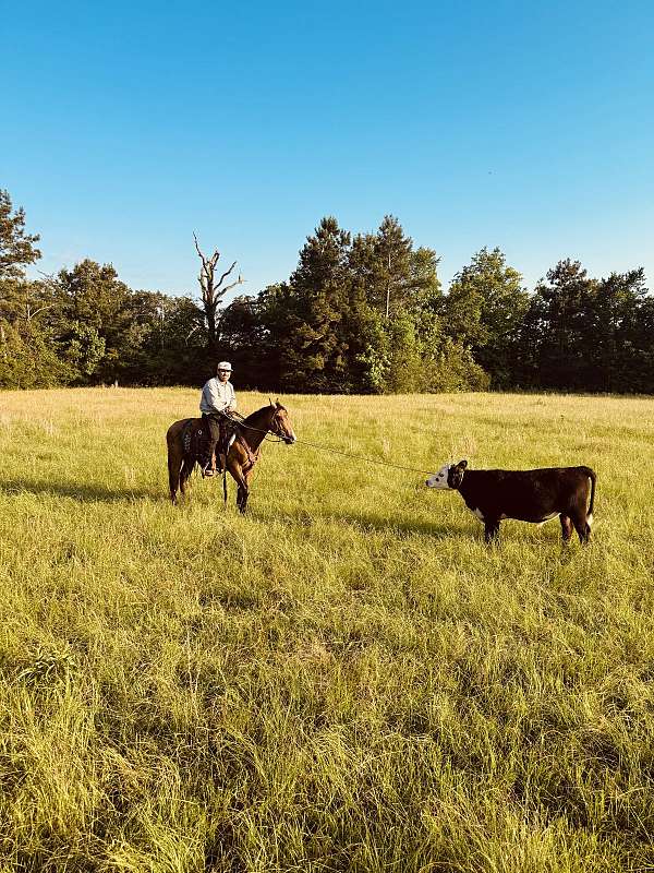 unspookable-gelding