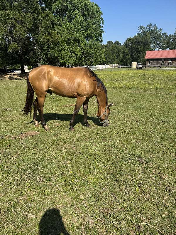 all-quarter-horse