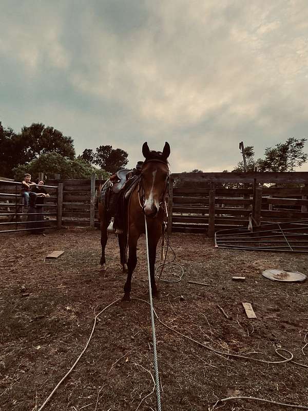 anyone-quarter-horse