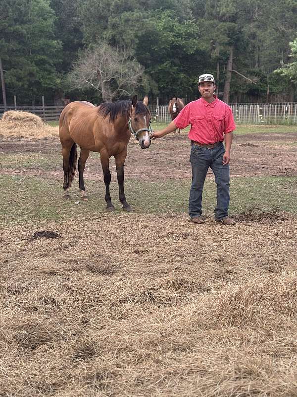 around-quarter-horse