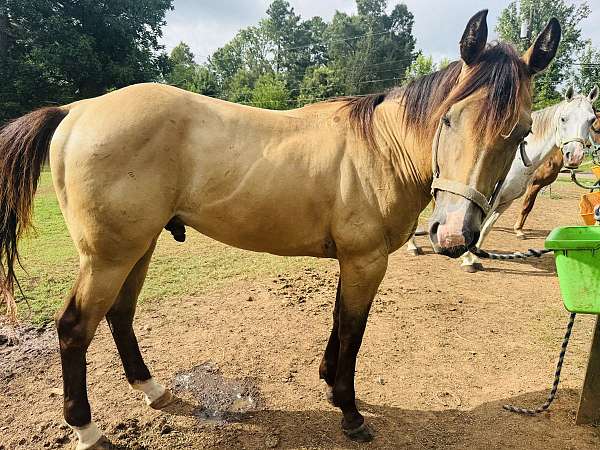unspookable-quarter-horse