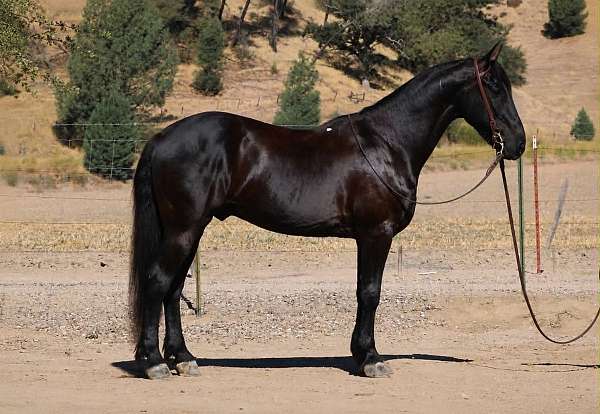 all-around-friesian-horse