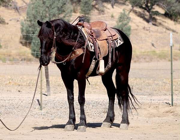 athletic-friesian-horse