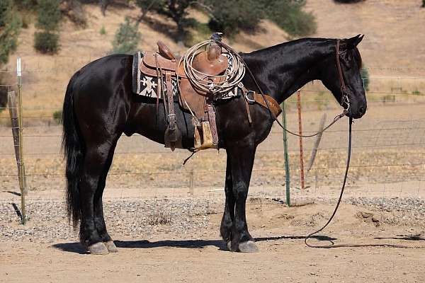 beginner-friesian-horse