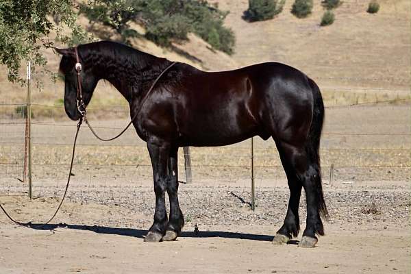 endurance-friesian-horse