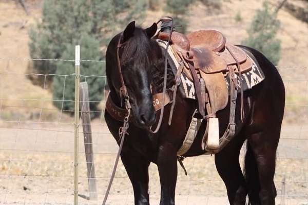 experienced-friesian-horse