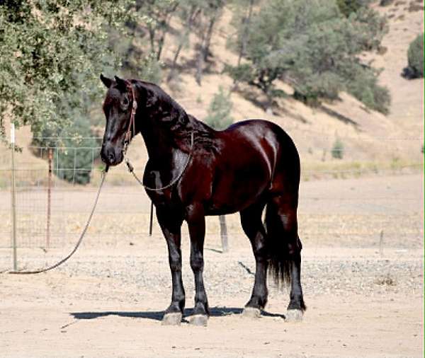 flashy-friesian-horse