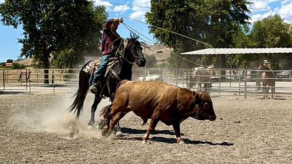 performance-friesian-horse