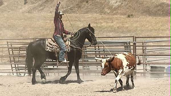 ranch-friesian-horse