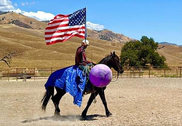 ranch-versatility-friesian-horse