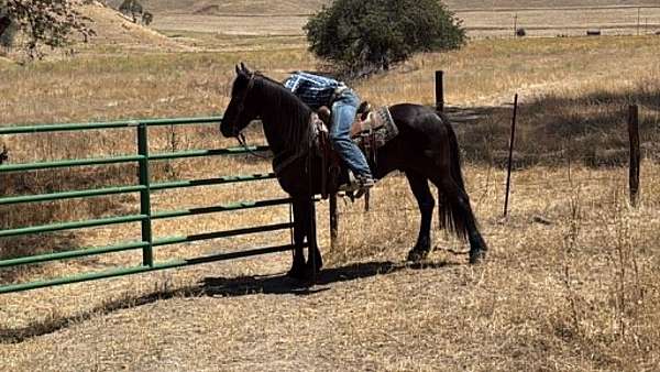 ranch-work-friesian-horse