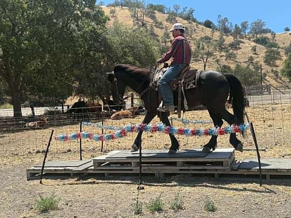 ridden-western-friesian-horse