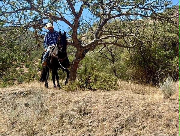 trail-friesian-horse